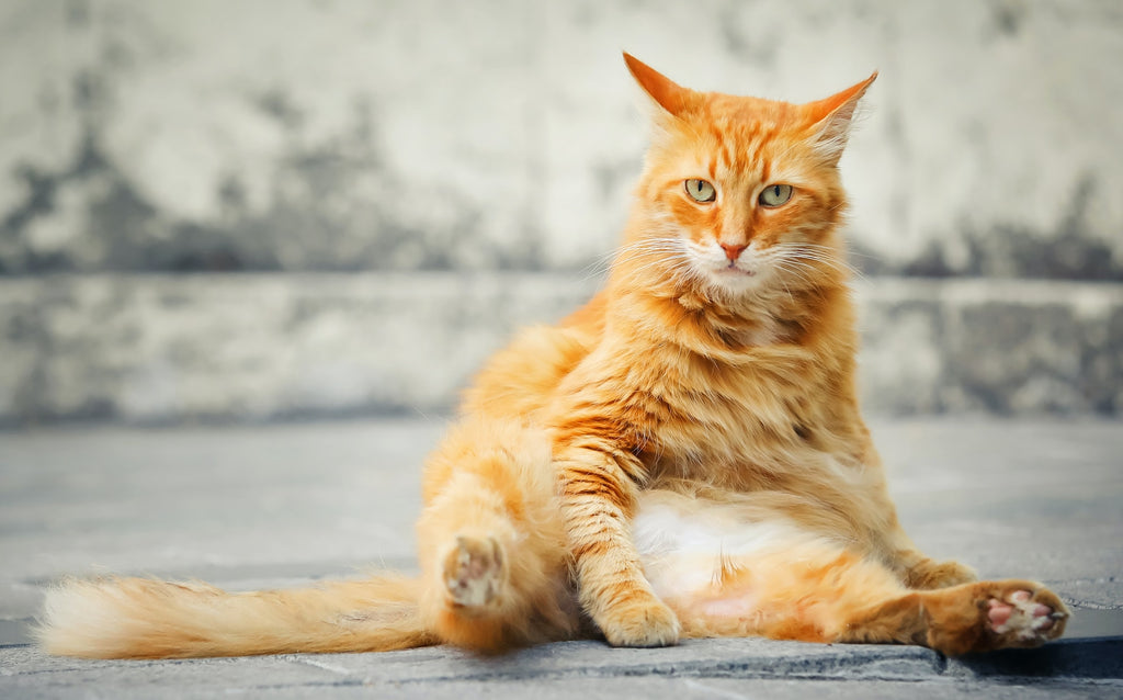 Is Pet Obesity Really that Big a Deal?