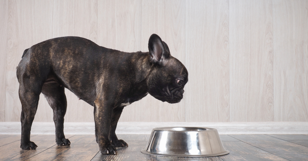 Symptoms of Dog Food Allergies? Here's Your Game Plan