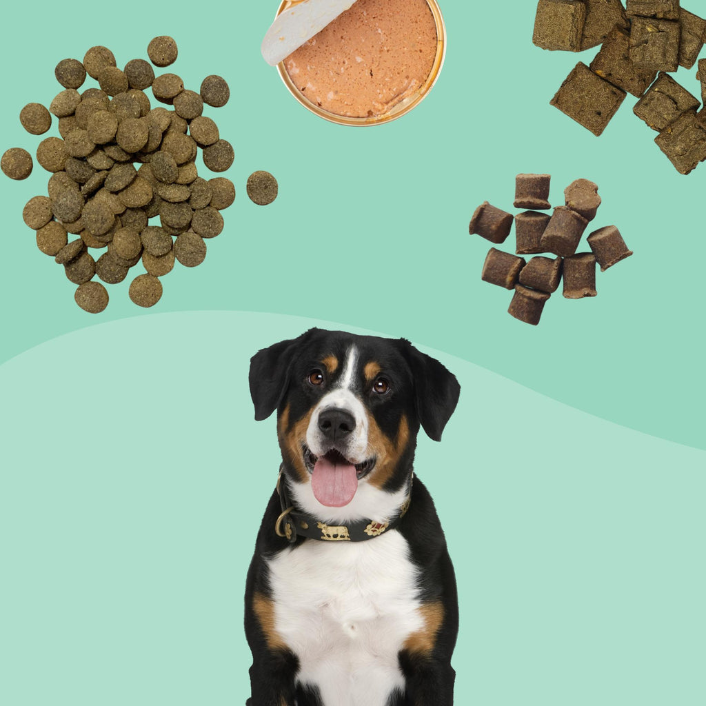 Benefits of Rotational Feeding for your Dog