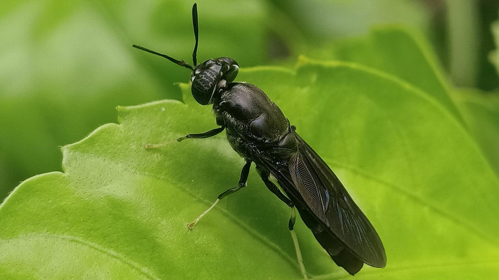 Black Soldier Fly Farming: The Eco-Bug Leading the Future