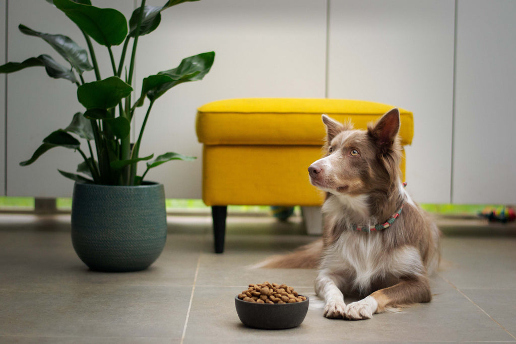 Kibble, Fresh and Raw Food: What are the Best Options for your Pet?
