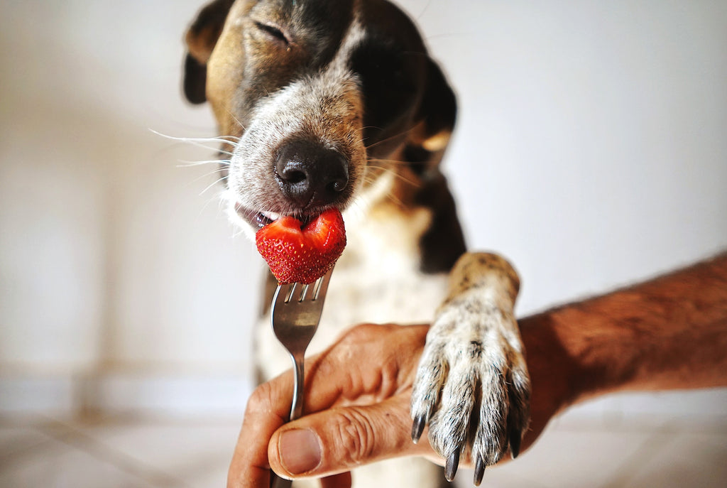 Happy dog eating human grade food