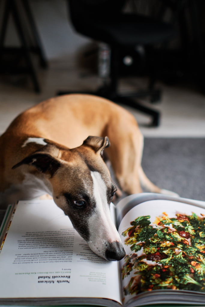 Dog "reading" a cookbook. Photo by Marius Cern https://unsplash.com/photos/fEfOqdwuVvI
