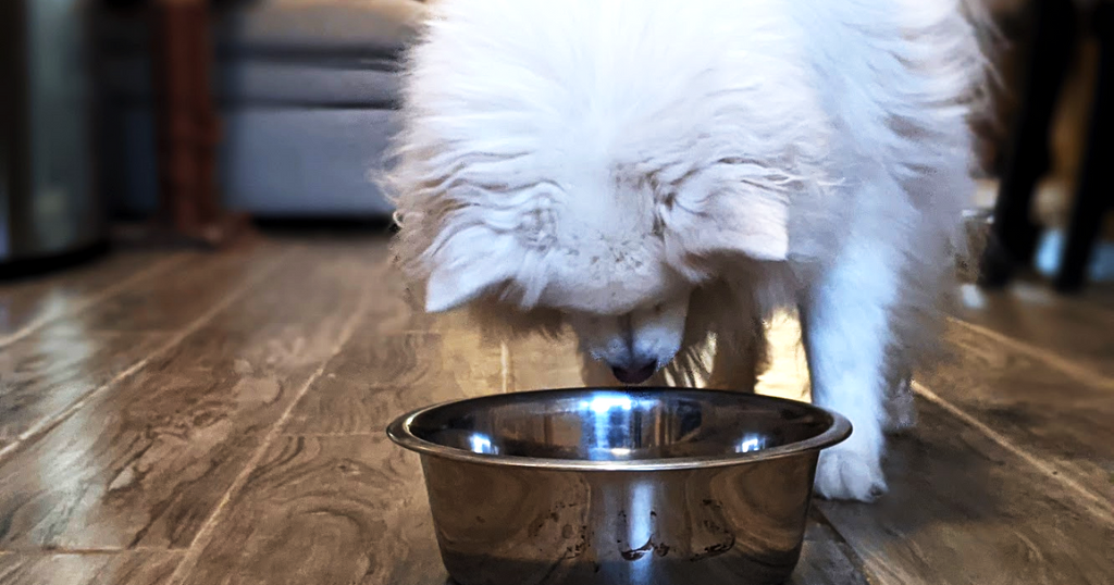 the best high-quality dog food Canada